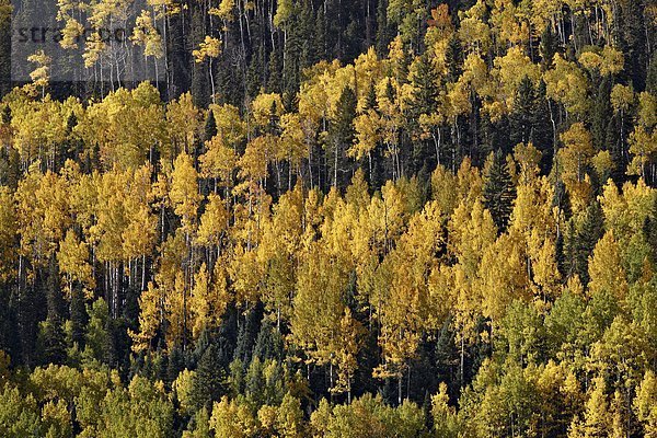 Vereinigte Staaten von Amerika  USA  zwischen  inmitten  mitten  gelb  Nordamerika  Espe  Populus tremula  immergrünes Gehölz  Colorado