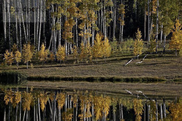 Vereinigte Staaten von Amerika  USA  zwischen  inmitten  mitten  gelb  See  Spiegelung  Nordamerika  Espe  Populus tremula  immergrünes Gehölz  Colorado