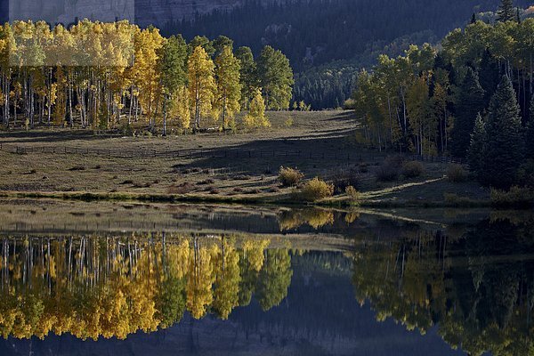 Vereinigte Staaten von Amerika  USA  zwischen  inmitten  mitten  gelb  See  Spiegelung  Nordamerika  Espe  Populus tremula  immergrünes Gehölz  Colorado