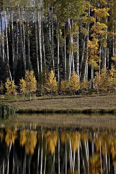 Vereinigte Staaten von Amerika  USA  zwischen  inmitten  mitten  gelb  See  Spiegelung  Nordamerika  Espe  Populus tremula  immergrünes Gehölz  Colorado