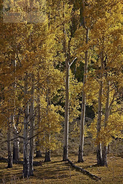 Vereinigte Staaten von Amerika  USA  Nordamerika  Colorado  San Juan Mountains