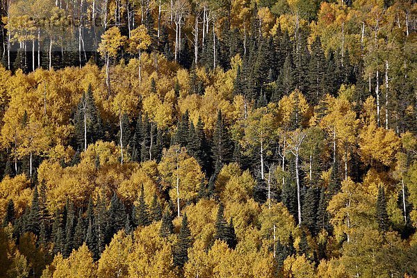 Vereinigte Staaten von Amerika  USA  zwischen  inmitten  mitten  gelb  Nordamerika  Espe  Populus tremula  immergrünes Gehölz  Colorado