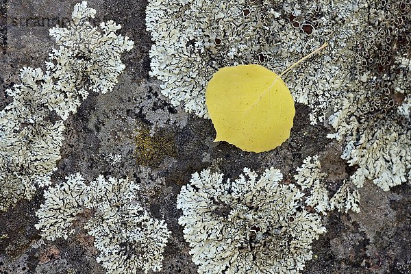 Espe  Populus tremula  Vereinigte Staaten von Amerika  USA  Felsbrocken  bedecken  gelb  Pflanzenblatt  Pflanzenblätter  Blatt  Nordamerika  Colorado  Flechte   Flechten