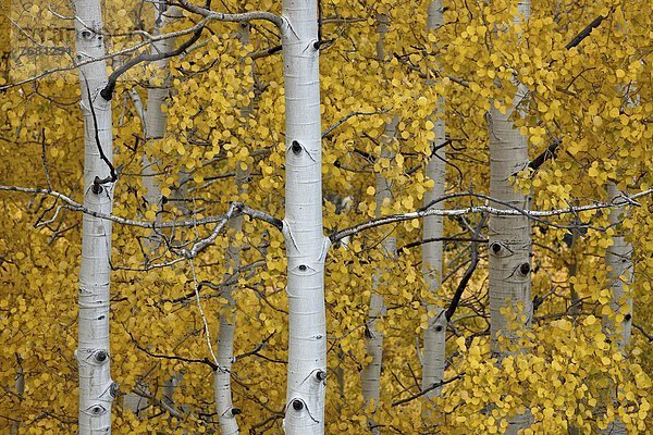 Espe Populus tremula zwischen inmitten mitten Amerika Nordamerika Verbindung Colorado