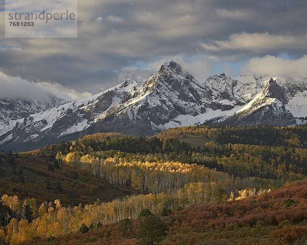 Vereinigte Staaten von Amerika  USA  gelb  Nordamerika  Espe  Populus tremula  Colorado  Schnee