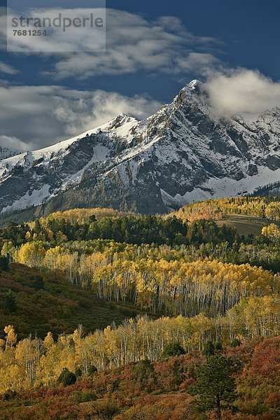 Vereinigte Staaten von Amerika  USA  gelb  Nordamerika  Espe  Populus tremula  Colorado  Schnee