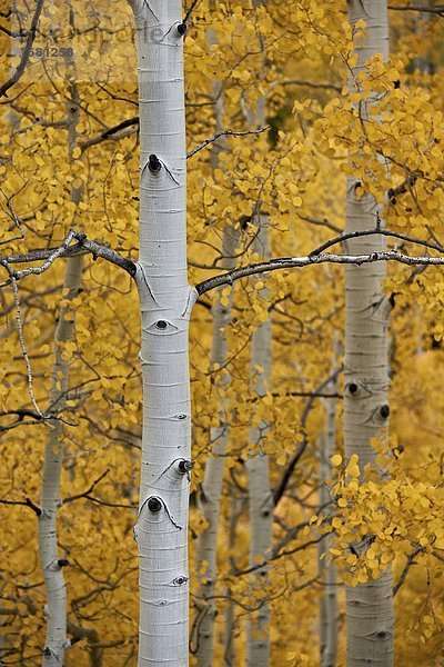 Espe Populus tremula zwischen inmitten mitten Amerika Nordamerika Verbindung Colorado