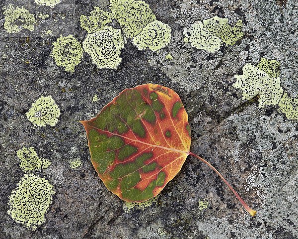 Espe  Populus tremula  Vereinigte Staaten von Amerika  USA  Felsbrocken  bedecken  drehen  Pflanzenblatt  Pflanzenblätter  Blatt  Nordamerika  rot  Colorado  Flechte   Flechten