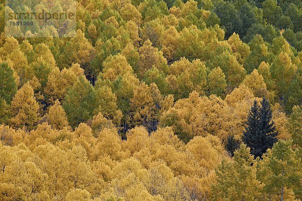 Vereinigte Staaten von Amerika  USA  zwischen  inmitten  mitten  gelb  grün  Nordamerika  immergrünes Gehölz  Espe  Populus tremula  Colorado