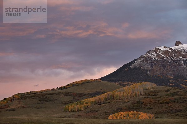 Vereinigte Staaten von Amerika  USA  Wolke  gelb  unterhalb  Nordamerika  pink  Espe  Populus tremula  Colorado