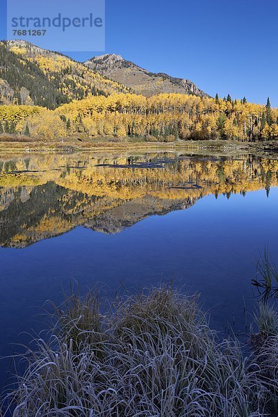 Espe  Populus tremula  Vereinigte Staaten von Amerika  USA  Baum  gelb  See  Spiegelung  Nordamerika  Geistlicher  Colorado  San Juan National Forest