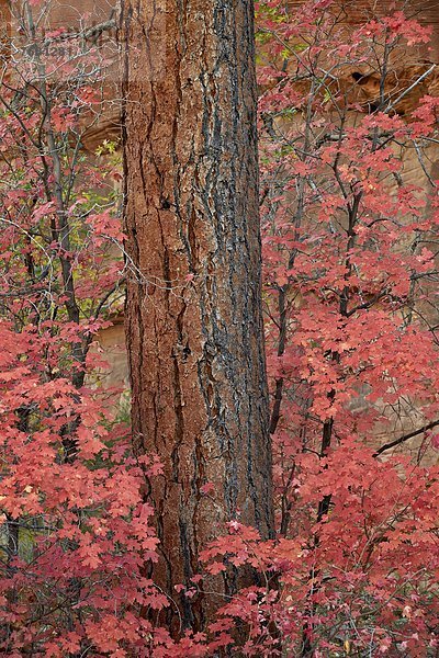 Amerika Nordamerika Kiefer Pinus sylvestris Kiefern Föhren Pinie Verbindung Ahorn Zion Nationalpark Utah