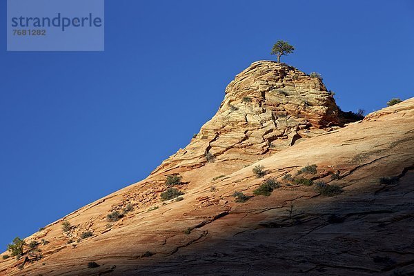 Vereinigte Staaten von Amerika  USA  Beleuchtung  Licht  Anordnung  Nordamerika  Kiefer  Pinus sylvestris  Kiefern  Föhren  Pinie  Einsamkeit  über  Zion Nationalpark  Sandstein  Utah