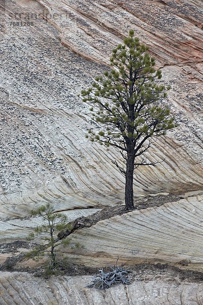 Vereinigte Staaten von Amerika  USA  Baum  Wachstum  Nordamerika  Kiefer  Pinus sylvestris  Kiefern  Föhren  Pinie  Fenstersims  Zion Nationalpark  Sandstein  Utah