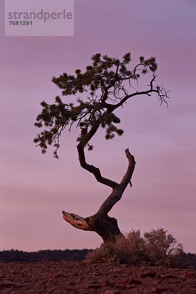 Vereinigte Staaten von Amerika  USA  Nordamerika  Capitol Reef Nationalpark  Utah