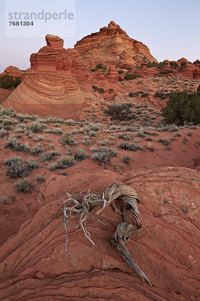 Vereinigte Staaten von Amerika  USA  Kojote  Canis latrans  Morgendämmerung  Nordamerika  rot  Arizona  Felssäule  Sandstein