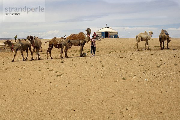 Wüste  Kamel  Asien  Zentralasien  Mongolei  Jurte