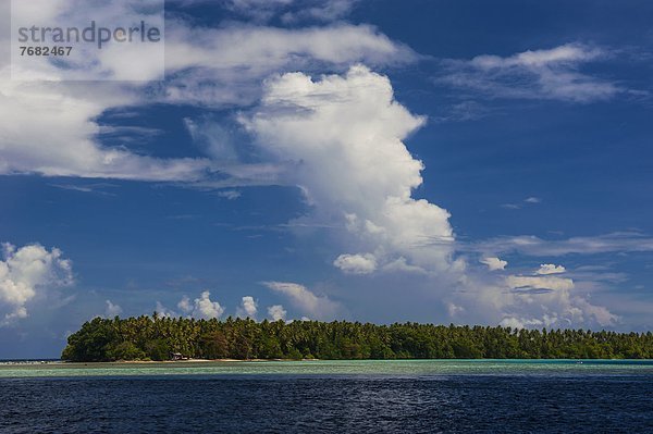 klein  Pazifischer Ozean  Pazifik  Stiller Ozean  Großer Ozean  Insel  Mikronesien  Ameise  Atoll