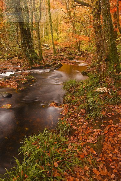 nahe Farbaufnahme Farbe Europa Großbritannien Brücke Fluss Holz Herbst Devon England