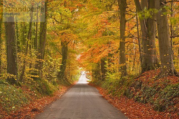 Farbaufnahme  Farbe  Europa  Baum  Großbritannien  Fernverkehrsstraße  Herbst  Buche  Buchen  England  Gloucestershire