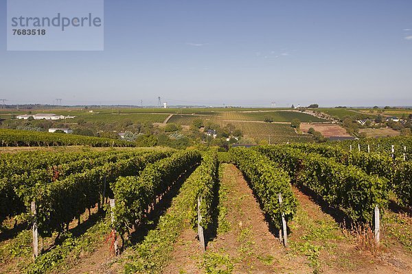 Frankreich  Europa  Wachstum  Weintraube  Weinberg