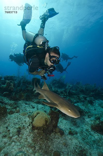 nahe  Karibik  Westindische Inseln  Mittelamerika  Turks- und Caicos-Inseln  Riff  Hai