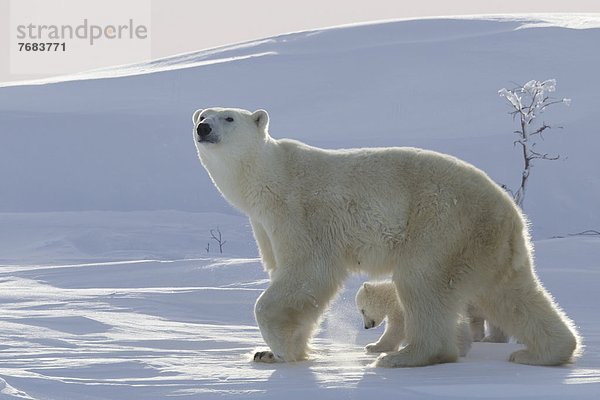 Eisbär  Ursus maritimus  Nordamerika  Jungtier  Kanada  Hudson Bay  Manitoba  Wapusk National Park