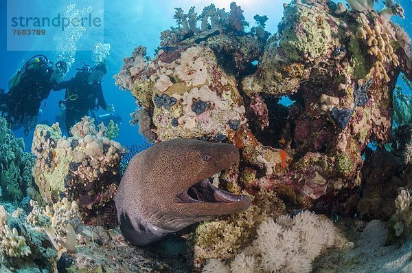 Nordafrika  offen  Afrika  Ägypten  Moray  Rotes Meer