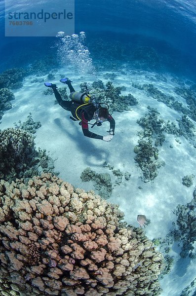 Nordafrika  hoch  oben  nahe  Wasser  seicht  Taucher  Ansicht  Flachwinkelansicht  Afrika  Winkel  Ägypten  Rotes Meer  Riff