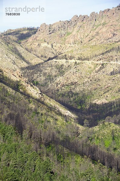 Frankreich  Europa  Wald  Auswirkung  Feuer  Region In Nordamerika  Korsika