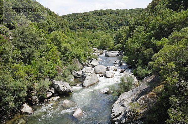 Frankreich  Europa  Wald  fließen  Fluss  Region In Nordamerika  Korsika