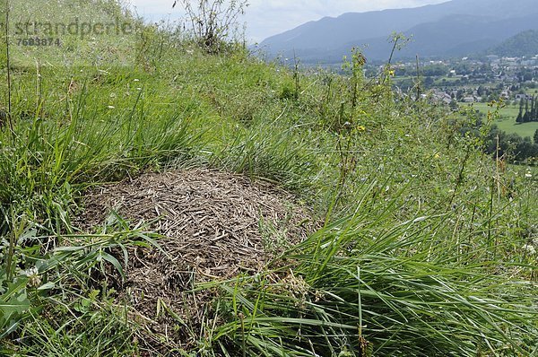 nahe  Europa  schwarz  Menschliches Blut  Wiese  Gras  Rückansicht  Baumstamm  Stamm  Weide  Weideland  Ameise  Bled  Erdhügel  alt  Slowenien