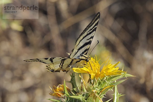 Sau  Schwalbenschwanz  Papilio machaon  Europa  Schmetterling  Stachel  Kroatien  füttern  Distel