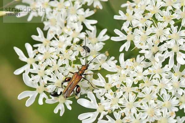 Bärenklau  Europa  Blume  Großbritannien  Käfer  England  Futter suchen  Nahrungssuche  dicht  Wiltshire