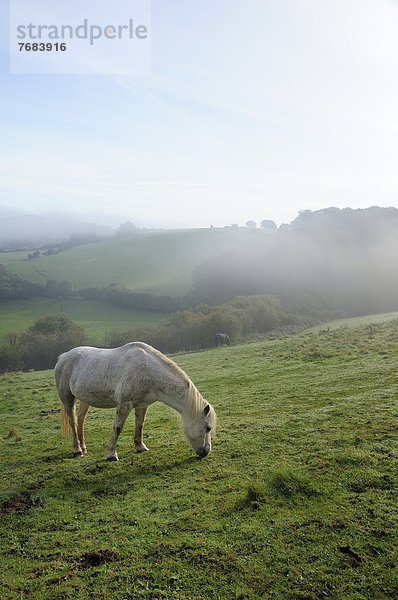 Europa  Berg  Morgen  Großbritannien  Hügel  Nebel  Herbst  Wiese  Welsh Corgi  Welsh Corgis  Pferd  Equus caballus  England  grasen  Wiltshire