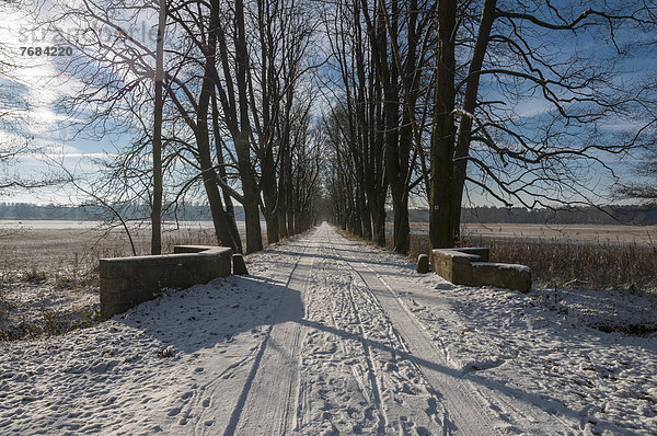 Winterstimmung  Rosskastanienallee im Naturschutzgebiet Mönchbruch