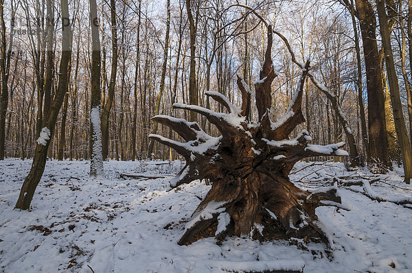 Baum fallen fallend fällt Schnee Wald Wurzel