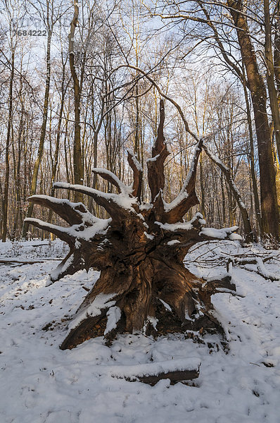 Baum fallen fallend fällt Schnee Wald Wurzel