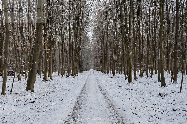 Verschneiter Waldweg in Buchenwald  Naturschutzgebiet Mönchbruch