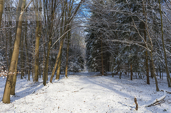 Verschneiter Waldweg  Naturschutzgebiet Mönchbruch