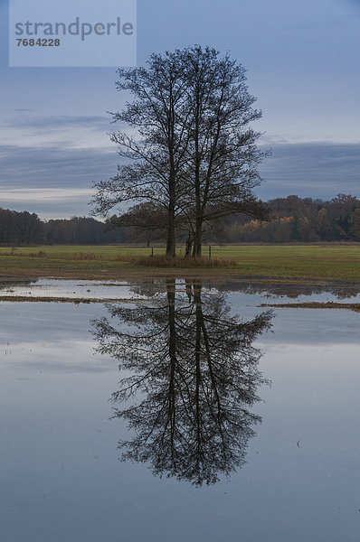 Gruppe Schwarzerlen (Alnus glutinosa) mit Spiegelung in überschwemmter Wiesen im Spätherbst  Naturschutzgebiet Mönchbruch