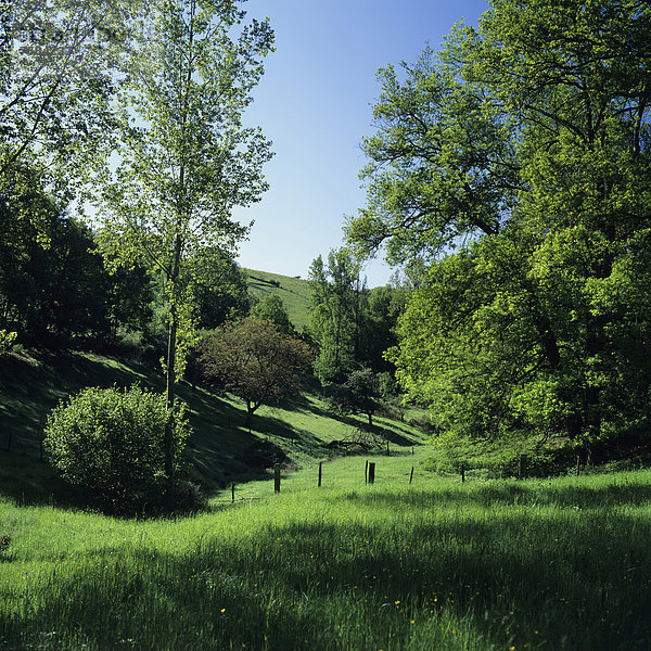Grüne Landschaft  Sioule-Tal  Bourbonnais  Auvergne  Frankreich  Europa
