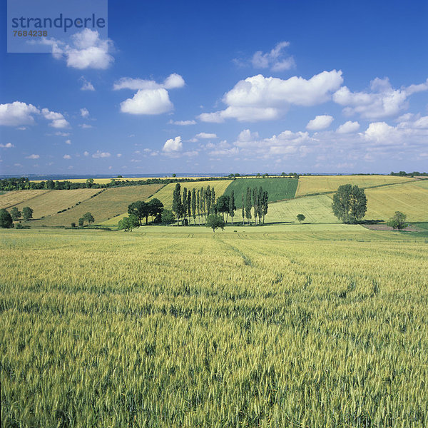 Agrarlandschaft bei Charroux  Bourbonnais  Auvergne  Frankreich  Europa