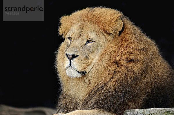 Afrikanischer Löwe (Panthera leo)  Männchen  Vorkommen in Afrika  captive