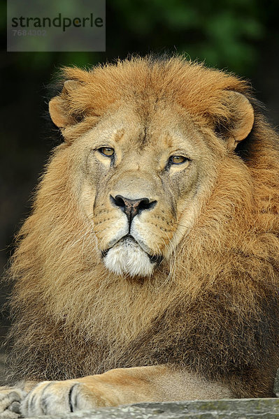 Afrikanischer Löwe (Panthera leo)  Männchen  Portrait  Vorkommen in Afrika  captive