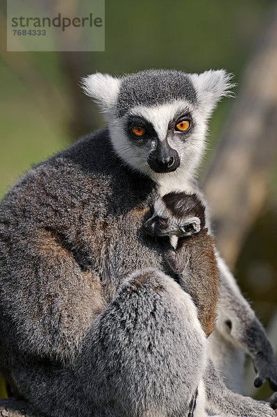 Katta (Lemur catta)  Weibchen mit Jungtier  Vorkommen auf Madagaskar  captive