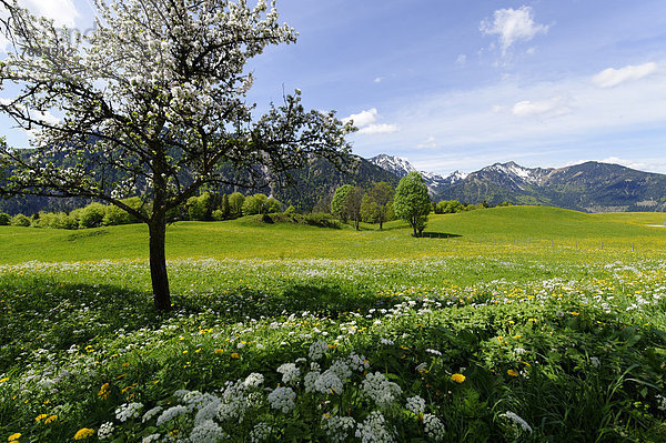 Frühlingswiesen auf Hochkreuth am Bergcafe Siglhof  Siglalm im Leitzachtal  bei Bayrischzell  Oberbayern  Bayern  Deutschland  Europa