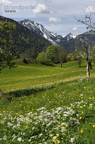 Frühlingswiesen mit blühenden Obstbäumen  Streuobstwiesen auf Hochkreuth im Leitzachtal  bei Bayerischzell  Oberbayern  Bayern  Deutschland  Europa
