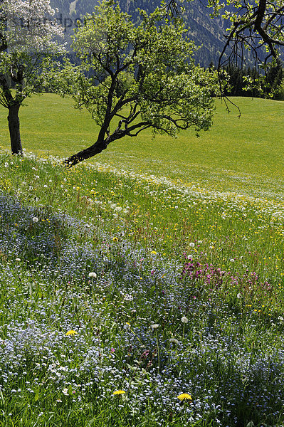 Frühlingswiese mit blühenden Obstbäumen  Streuobstwiesen auf Hochkreuth im Leitzachtal  bei Bayerischzell  Oberbayern  Bayern  Deutschland  Europa