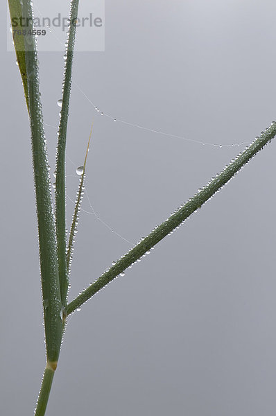 Schilf (Phragmites australis)  Spinnweben  Tau